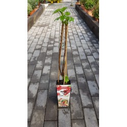 Raspberry plant in pot - Frambueso in pot - raspberry plant