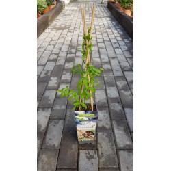 Planta de Arándano Azul - El Huerto Deitana ®