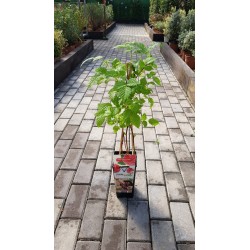 PLANTAS DE FRESA ALBIÓN EN MACETA