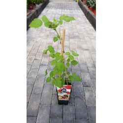 Raspberry plant in pot - Frambueso in pot - raspberry plant