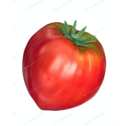 Pack 9 uds. PLANTAS DE TOMATE CORAZÓN DE BUEY