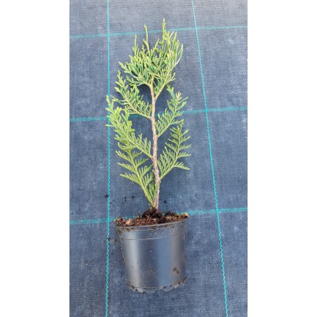 THUYA PLICATA ATROVIRENS M 9X9