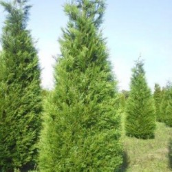 THUYA PLICATA ATROVIRENS M 12