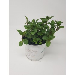 MENTHA SPICATA CHOCOLATE (PEPERMINT) 0.54 | El Huerto Deitana ®