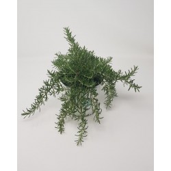 Romero rastrero | El Huerto Deitana ®