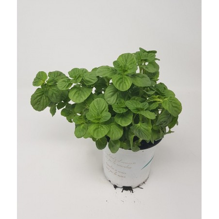 MENTA NARANJA C10