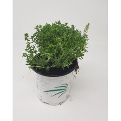 TOMILLO - THYMUS VULGARIS 0.54L