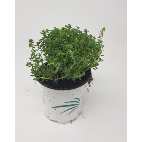TOMILLO - THYMUS VULGARIS 0.54L