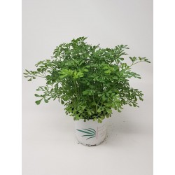 RUDA C10 (RUTA GRAVEOLENS)