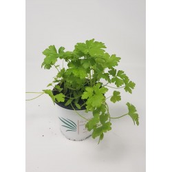 PEREJIL COMUN 0.54L BRM