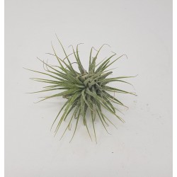 TILLANDSIA PEQUEÃ‘A VARIADA O CLAVEL DE AIRE