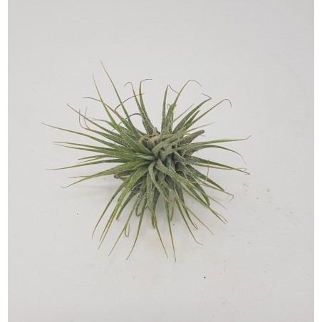 VARIED SMALL TILLANDSIA OR AIR KEY