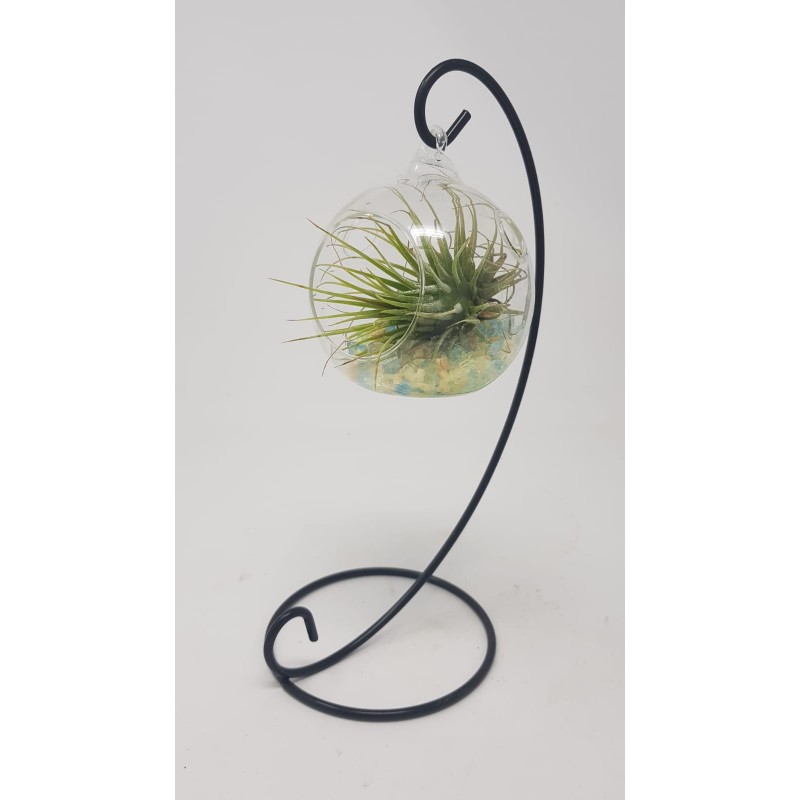 TILLANDSIA PENDANT BALL 8CM WITH SUPPORT