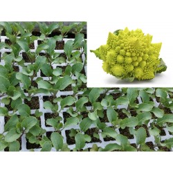 COLIFLOR ROMANESCU - Lote 12 uds.