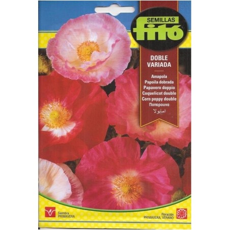 VARIED DOUBLE POPPY