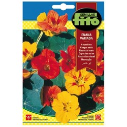 copy of SEMILLAS G-PIMIENTO MAOR