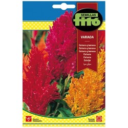 Celosía Plumosa Variada (Semillas) | El Huerto Deitana ®
