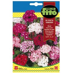 copy of SEMILLAS G-PIMIENTO MAOR