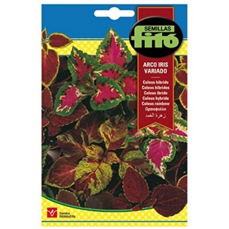 Coleus hibrido arco iris variado (Semillas) | El Huerto Deitana ®