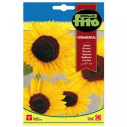 ORNAMENTAL S-SUNFLOWER