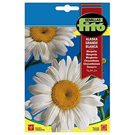 Margarita Grande Alaska Blanca (Semillas) | El Huerto Deitana ®