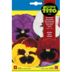 copy of SEMILLAS G-PIMIENTO MAOR