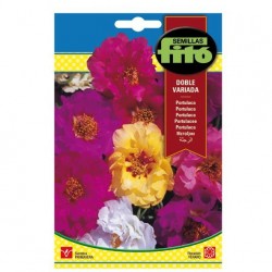 copy of SEMILLAS G-PIMIENTO MAOR