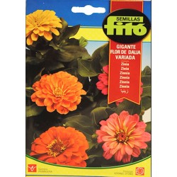 Zinnia gigante flor de dalia variada (Semillas) | El Huerto Deitana ®