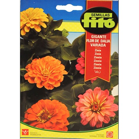 Zinnia gigante flor de dalia variada (Semillas) | El Huerto Deitana ®