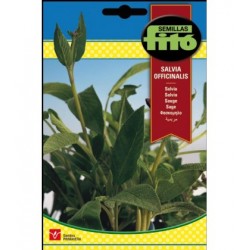 copy of SEMILLAS G-PIMIENTO MAOR