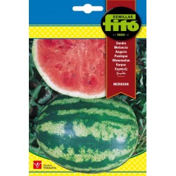 copy of SEMILLAS G-PIMIENTO MAOR