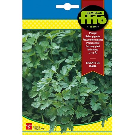 GIANT S-PARSLEY OF ITALY