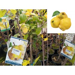 Membrillo - Membrillero en maceta | El Huerto Deitana ®
