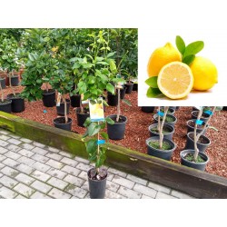 Lemon tree eureka - Lemon tree four seasons