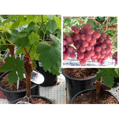 ¿Buscas plantar parra crimson de uva roja de mesa sin pepitas?