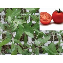 TOMATE THOMAS - Lote 9 uds.