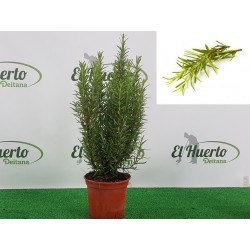ROMERO (Maceta de 18cm de Ø)