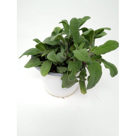 SALVIA OFFICINALIS