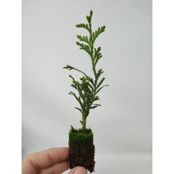 Thuja Orientalis - Thuya planta - Tuya o tuja