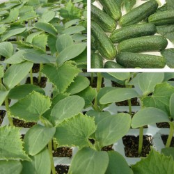 Pepino Variedad Granada