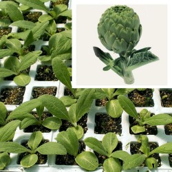 PLANTAS DE ALCACHOFA LORCA
