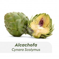 Lorca Artichoke Plant - Buy Artichoke Plants