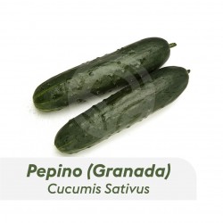PLANTAS DE PEPINO GRANADA