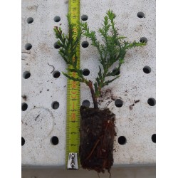 Cupressus Laylandii Castlewellan - Cipres Leyland en bandeja - Cupressus Leylandii