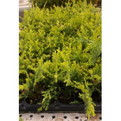 Cupressus Laylandii Castlewellan - Cipres Leyland en bandeja - Cupressus Leylandii