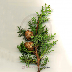 Ciprés Comun - Comprar Cupressus Sempervirens | El Huerto Deitana ®