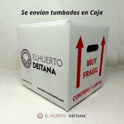 Ciprés Comun - Comprar Cupressus Sempervirens | El Huerto Deitana ®