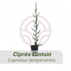 Ciprés Comun - Comprar Cupressus Sempervirens | El Huerto Deitana ®
