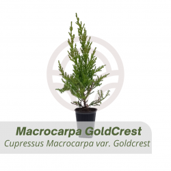 Ciprés Macrocarpa GOLDCREST en Cepellón