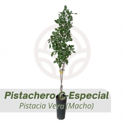 PISTACHERO C-ESPECIAL (MACHO) (maceta de 21 cm de Ø)